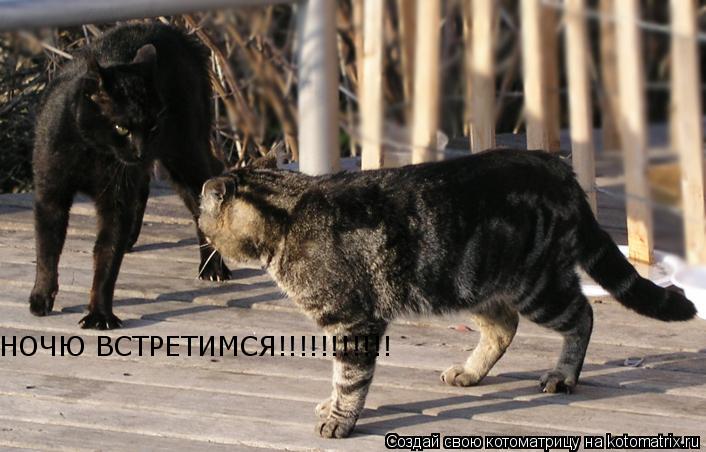 НОЧЮ ВСТРЕТИМСЯ!!!!!!!!!!!... Котоматрица: НОЧЮ ВСТРЕТИМСЯ!!!!!!!!!!!