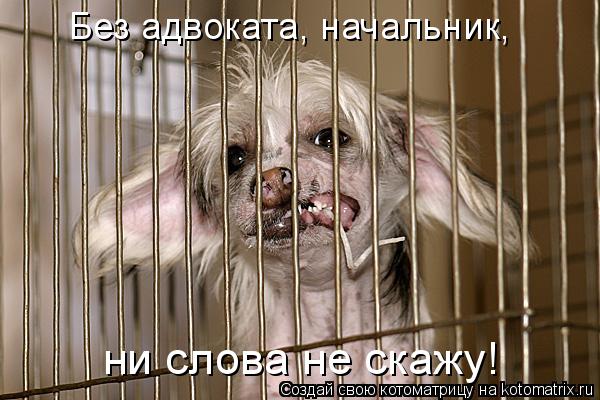 Без адвоката, начальник, ни слова не скажу!... Котоматрица: Без адвоката, начальник, ни слова не скажу!