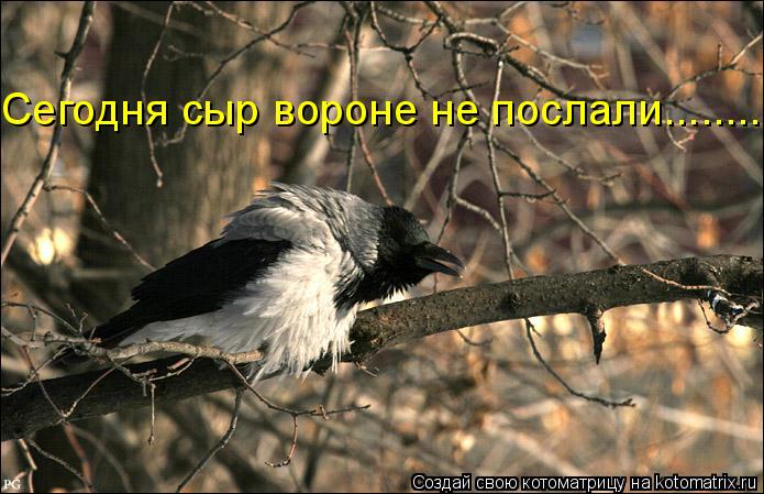 Сегодня сыр вороне не послали........... Котоматрица: Сегодня сыр вороне не послали........