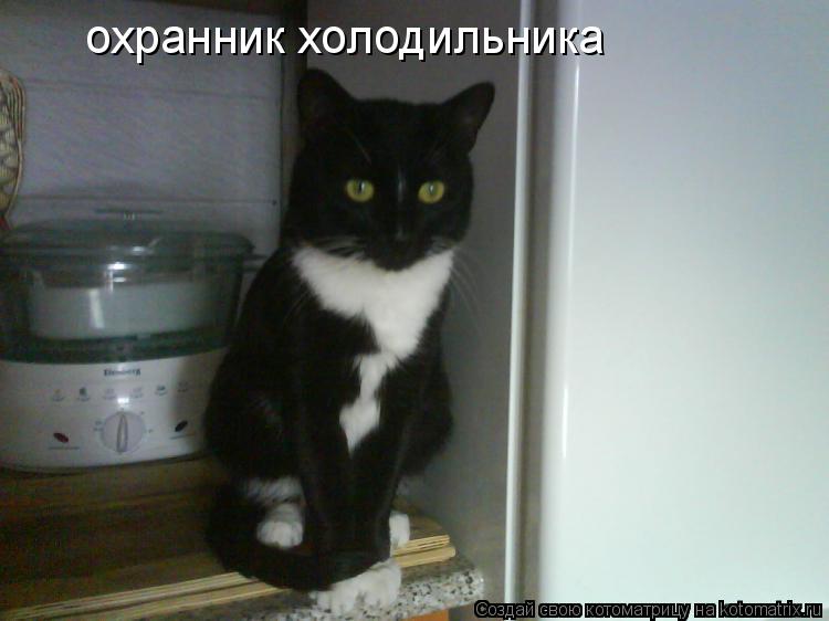 охранник холодильника... Котоматрица: охранник холодильника