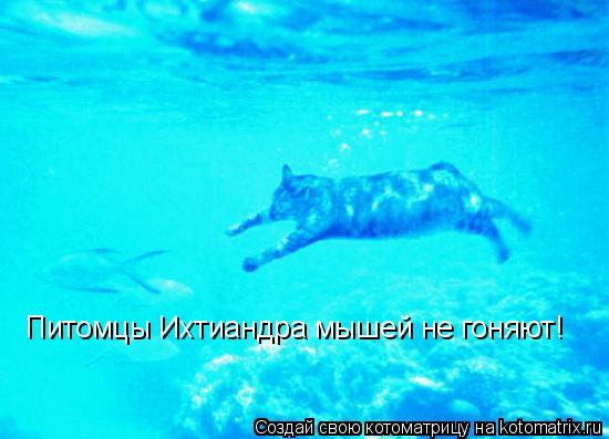 Питомцы Ихтиандра мышей не гоняют!... Котоматрица: Питомцы Ихтиандра мышей не гоняют!