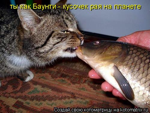 ты как Баунти - кусочек рая на планете... Котоматрица: ты как Баунти - кусочек рая на планете