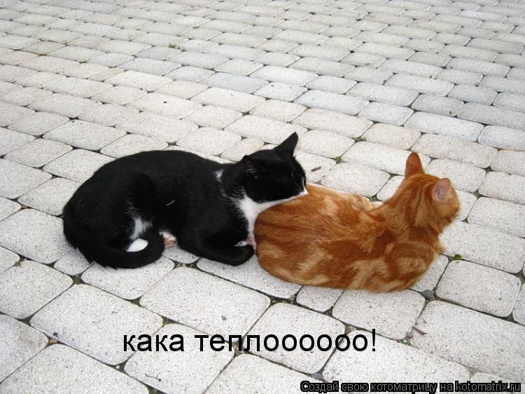 кака теплоооооо!... Котоматрица: кака теплоооооо!