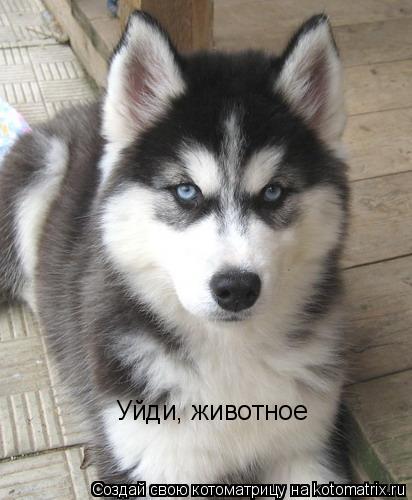 Уйди, животное... Котоматрица: Уйди, животное