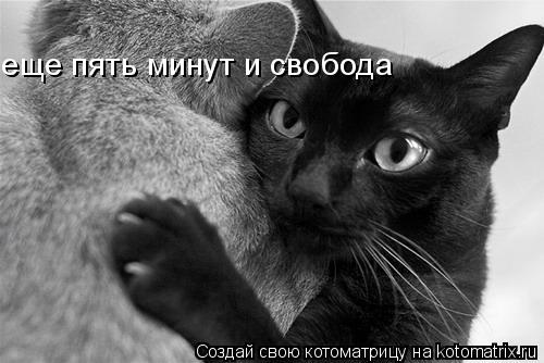 еще пять минут и свобода... Котоматрица: еще пять минут и свобода