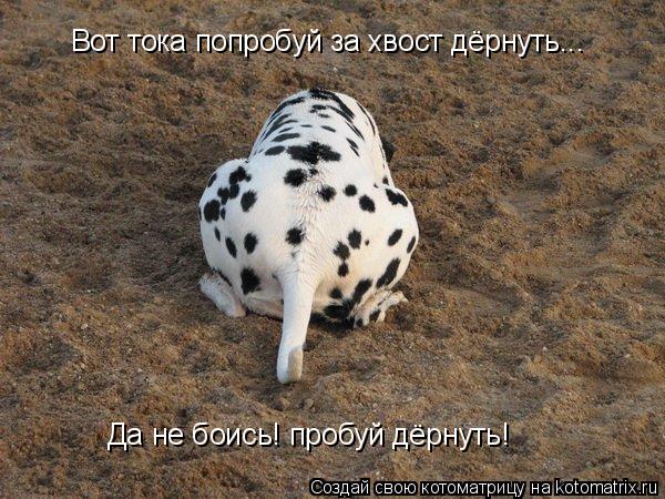 Вот тока попробуй за хвост дёрнуть... Да не боись! пробуй дёрнуть!... Котоматрица: Вот тока попробуй за хвост дёрнуть... Да не боись! пробуй дёрнуть!