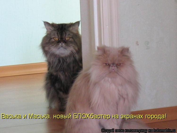 Васька и Маська. новый БЛОХбастер на экранах города!... Котоматрица: Васька и Маська. новый БЛОХбастер на экранах города!