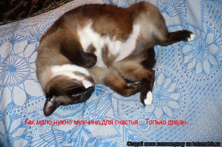 Как мало нужно мужчине для счастья... Только диван...... Котоматрица: Как мало нужно мужчине для счастья... Только диван...