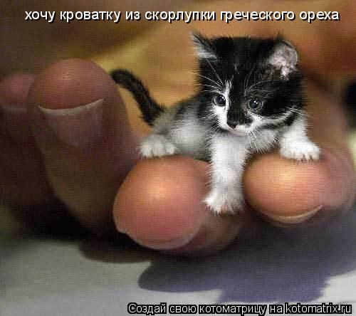 хочу кроватку из скорлупки греческого ореха... Котоматрица: хочу кроватку из скорлупки греческого ореха