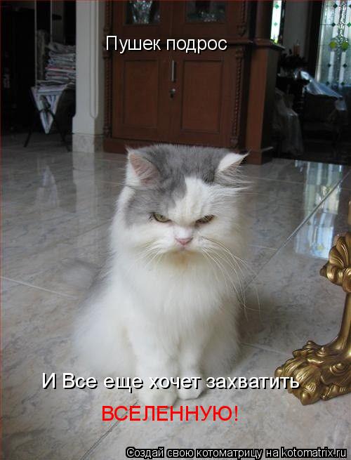 Пушек подрос И Все еще хочет захватить ВСЕЛЕННУЮ!... Котоматрица: Пушек подрос И Все еще хочет захватить ВСЕЛЕННУЮ!