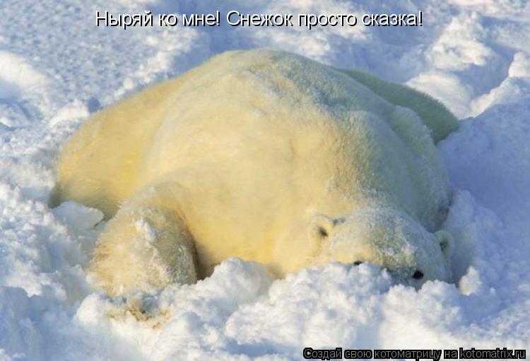 Ныряй ко мне! Снежок просто сказка!... Котоматрица: Ныряй ко мне! Снежок просто сказка!