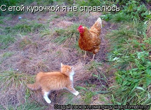 С етой курочкой я не справлюсь... Котоматрица: С етой курочкой я не справлюсь