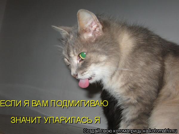 ЕСЛИ Я ВАМ ПОДМИГИВАЮ ЗНАЧИТ УПАРИЛАСЬ Я... Котоматрица: ЕСЛИ Я ВАМ ПОДМИГИВАЮ ЗНАЧИТ УПАРИЛАСЬ Я