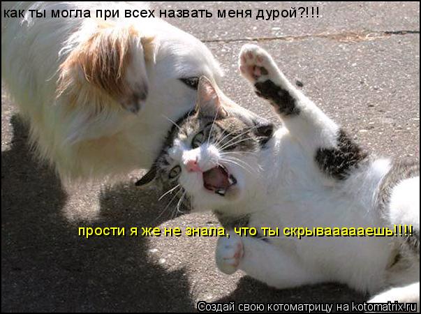 как ты могла при всех назвать меня дурой?!!! прости я же не знала, что ты скрываааааешь!!!!... Котоматрица: как ты могла при всех назвать меня дурой?!!! прости я же не знала, что ты скрываааааешь!!!!