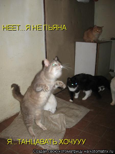 НЕЕТ...Я НЕ ПЬЯНА Я...ТАНЦАВАТЬ ХОЧУУУ... Котоматрица: НЕЕТ...Я НЕ ПЬЯНА Я...ТАНЦАВАТЬ ХОЧУУУ