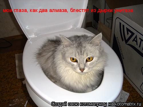 мои глаза, как два алмаза, блестят из дырки унитаза... Котоматрица: мои глаза, как два алмаза, блестят из дырки унитаза