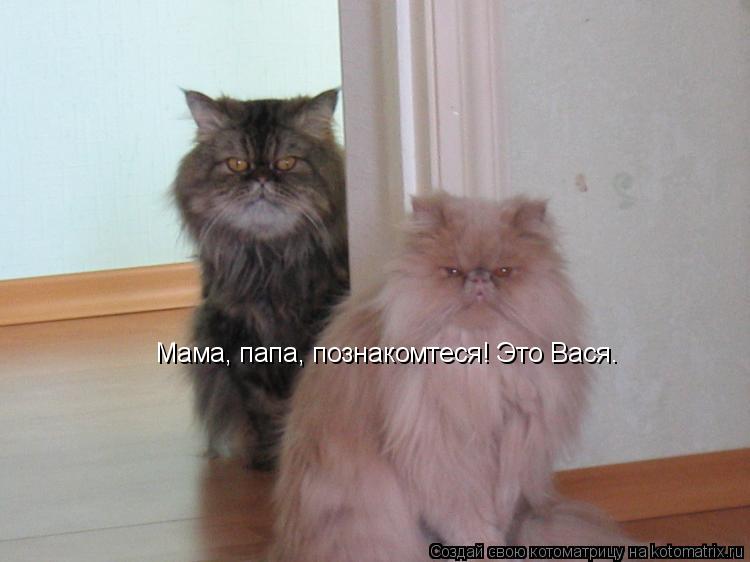 Мама, папа, познакомтеся! Это Вася.... Котоматрица: Мама, папа, познакомтеся! Это Вася.
