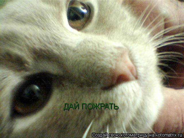 ДАЙ ПОЖРАТЬ... Котоматрица: ДАЙ ПОЖРАТЬ