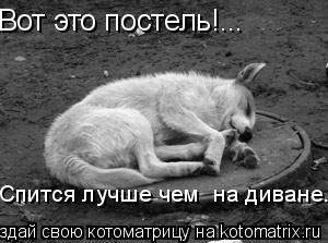 Вот это постель!... Спится лучше чем на диване....... Котоматрица: Вот это постель!... Спится лучше чем на диване....