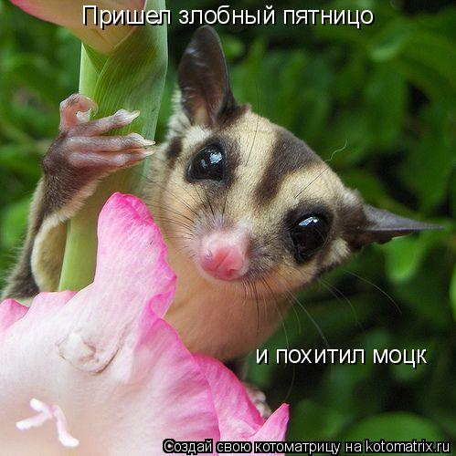 Пришел злобный пятницо и похитил моцк... Котоматрица: Пришел злобный пятницо и похитил моцк