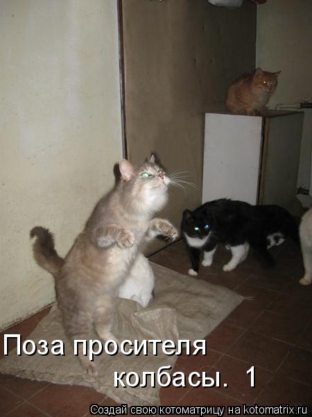 Поза просителя колбасы. №1... Котоматрица: Поза просителя колбасы. №1