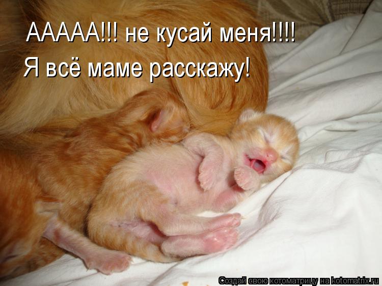 ААААА!!! не кусай меня!!!! Я всё маме расскажу!... Котоматрица: ААААА!!! не кусай меня!!!! Я всё маме расскажу!