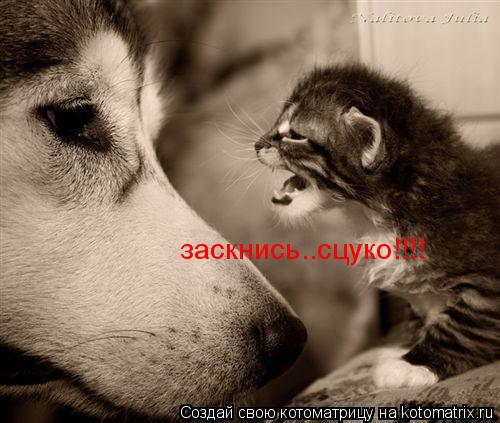 заскнись..сцуко!!!!... Котоматрица: заскнись..сцуко!!!!