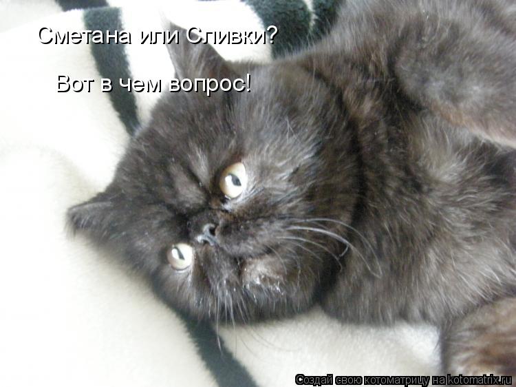Сметана или Сливки? Вот в чем вопрос!... Котоматрица: Сметана или Сливки? Вот в чем вопрос!