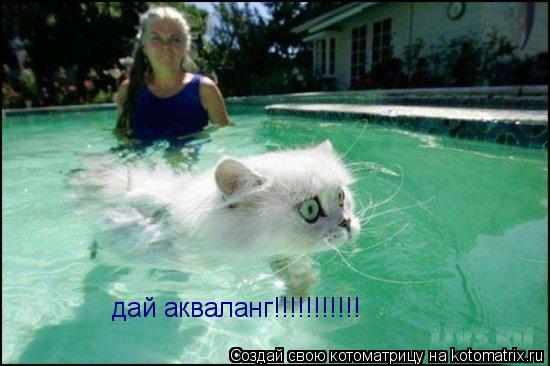 дай акваланг!!!!!!!!!!!... Котоматрица: дай акваланг!!!!!!!!!!!