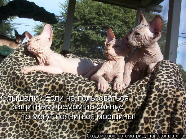 Слышали? Если не пользоваться защитным кремом на солнце, то могут появиться морщины!... Котоматрица: Слышали? Если не пользоваться защитным кремом на солнце, то могут появиться морщины!