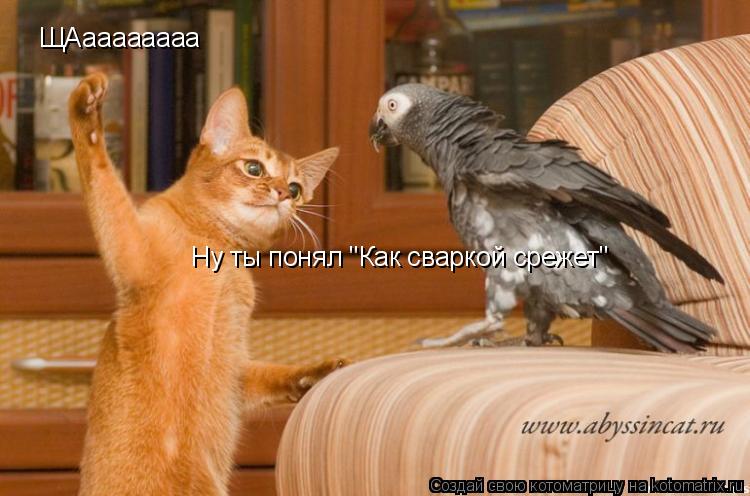 Котоматрица: ЩАаааааааа Ну ты понял "Как сваркой срежет"
