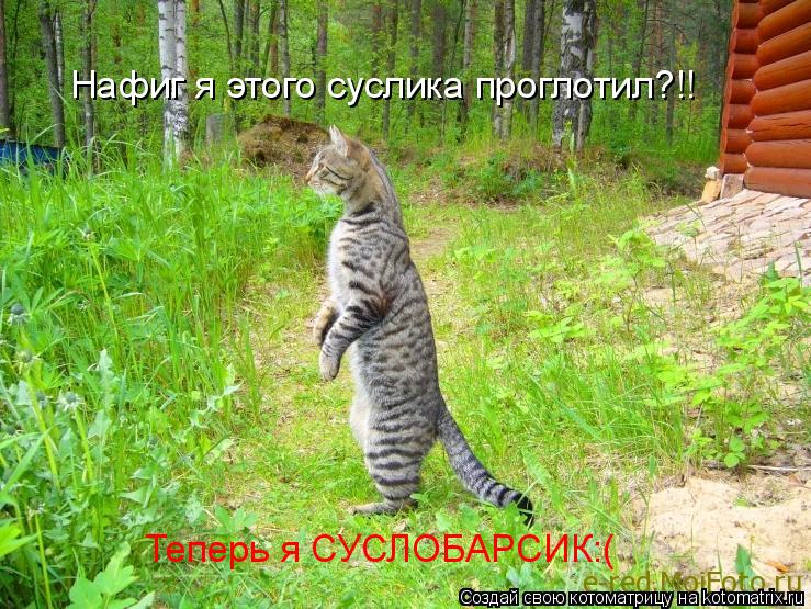 Нафиг я этого суслика проглотил?!! Теперь я СУСЛОБАРСИК:(... Котоматрица: Нафиг я этого суслика проглотил?!! Теперь я СУСЛОБАРСИК:(