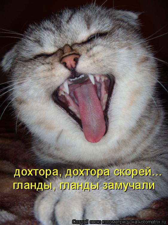 дохтора, дохтора скорей... гланды, гланды замучали... Котоматрица: дохтора, дохтора скорей... гланды, гланды замучали