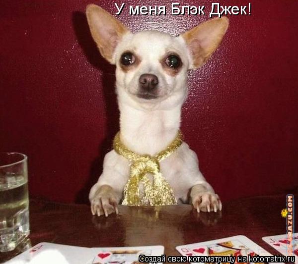 У меня Блэк Джек!... Котоматрица: У меня Блэк Джек!