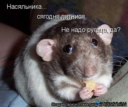 Насяльника... сягодня пятнися Не надо ругаца, да?... Котоматрица: Насяльника... сягодня пятнися Не надо ругаца, да?