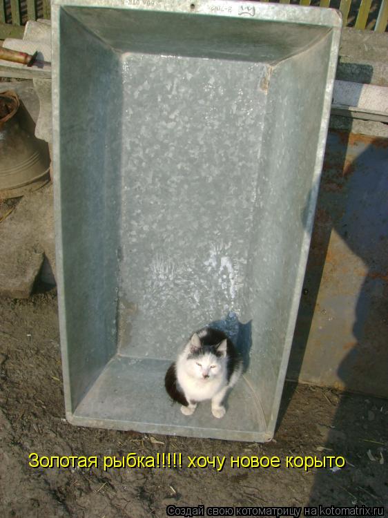 Золотая рыбка!!!!! хочу новое корыто... Котоматрица: Золотая рыбка!!!!! хочу новое корыто