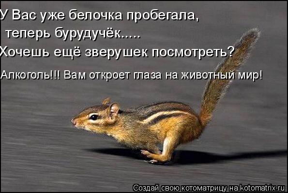 У Вас уже белочка пробегала, Хочешь ещё зверушек посмотреть? теперь бурудучёк..... Алкоголь!!! Вам... Котоматрица: У Вас уже белочка пробегала, Хочешь ещё зверушек посмотреть? теперь бурудучёк..... Алкоголь!!! Вам откроет глаза на животный мир!