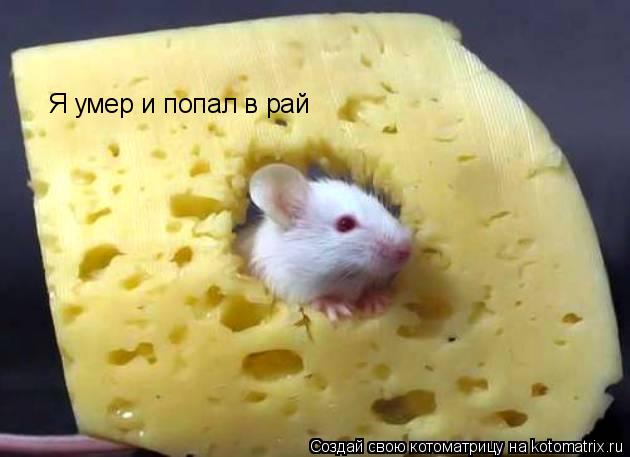Я умер и попал в рай... Котоматрица: Я умер и попал в рай
