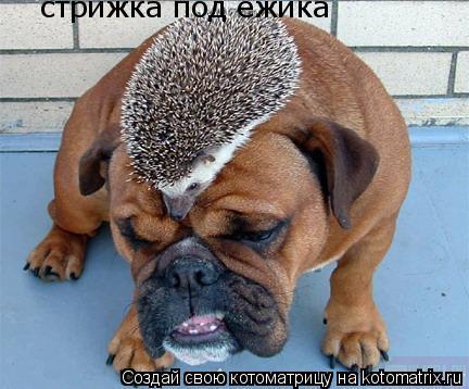 стрижка под ежика... Котоматрица: стрижка под ежика
