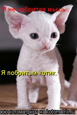 Я не побритая мышь... Я побритый котик.... Котоматрица: Я не побритая мышь... Я побритый котик.