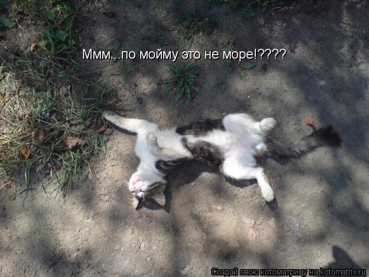 Котоматрица: Ммм...по мойму это не море!????