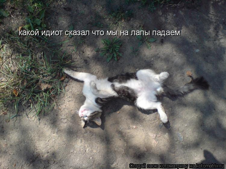 какой идиот сказал что мы на лапы падаем... Котоматрица: какой идиот сказал что мы на лапы падаем