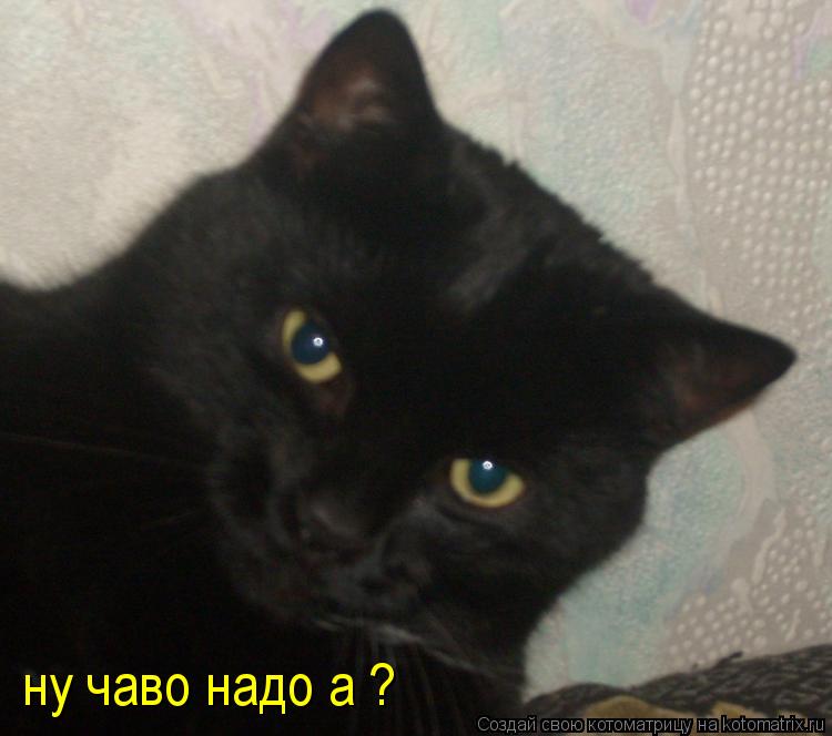 ну чаво надо а ?... Котоматрица: ну чаво надо а ?