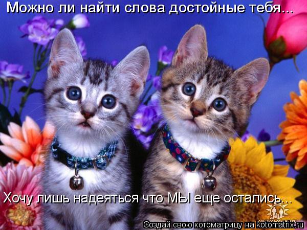 Можно ли найти слова достойные тебя... Хочу лишь надеяться что МЫ еще остались...... Котоматрица: Можно ли найти слова достойные тебя... Хочу лишь надеяться что МЫ еще остались...