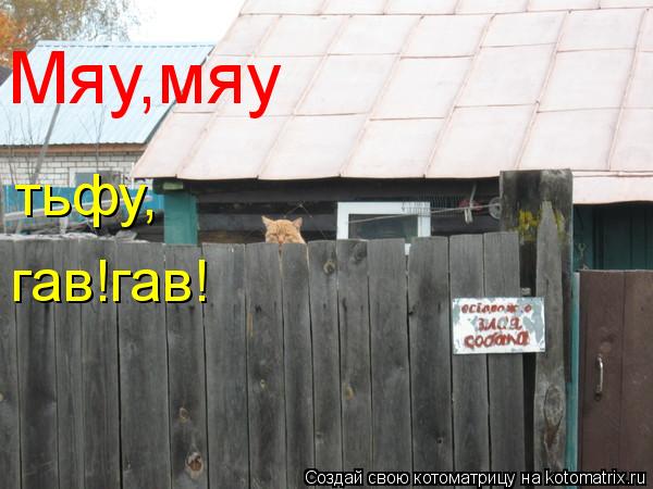 Мяу,мяу тьфу, гав!гав!... Котоматрица: Мяу,мяу тьфу, гав!гав!