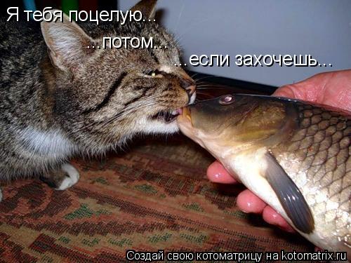 Я тебя поцелую... ...потом... ...если захочешь...... Котоматрица: Я тебя поцелую... ...потом... ...если захочешь...