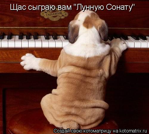 Щас сыграю вам "Лунную Сонату"... Котоматрица: Щас сыграю вам "Лунную Сонату"