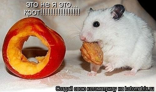 это не я это... крот!!!!!!!!!!!!!!!!... Котоматрица: это не я это... крот!!!!!!!!!!!!!!!!