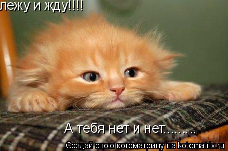 Котоматрица: лежу и жду!!!! А тебя нет и нет.........