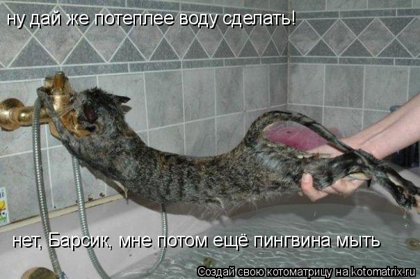 ну дай же потеплее воду сделать! нет, Барсик, мне потом ещё пингвина мыть... Котоматрица: ну дай же потеплее воду сделать! нет, Барсик, мне потом ещё пингвина мыть